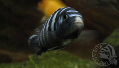 demasoni / mlody szatan ;)