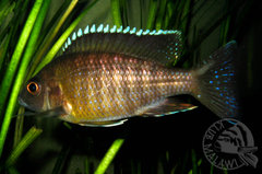 samiec A. maisoni