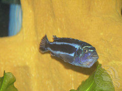 melanchoromis cyaneorhabdos-inkubujaca samiczka