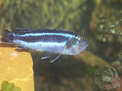 melanchoromis cyaneorhabdos-inkubujaca samiczka