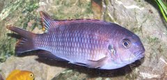P. tropheops aditu chilumba :P