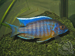Aulonocara maisoni