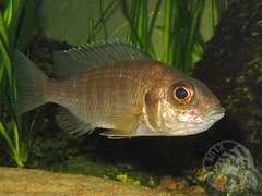 Aulonocara stuartgranti, Maisoni