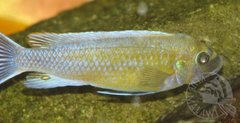 kulfon chilumba
