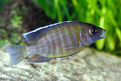 zdominowany A. maisoni