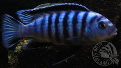 Pseudotropheus Saulosi