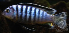 Pseudotropheus Saulosi