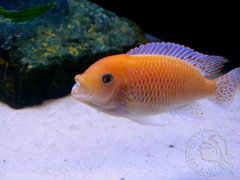 red-red - I starcie