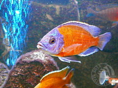 Copadichromis borleyi Kadango