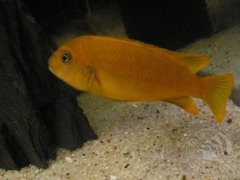samica soulosiu