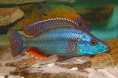 Dimidiochromis compressiceps