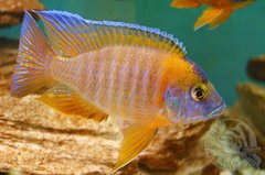Aulonocara red rubin