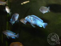 labidochromis zebroides
