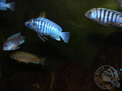 labidochromis zebroides