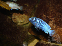 Labidochromis zebroides