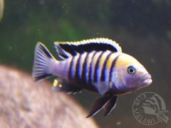 c. afra cobwe