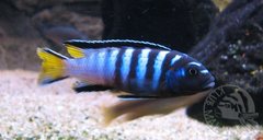 Pseudotropheus elongatus mpanga