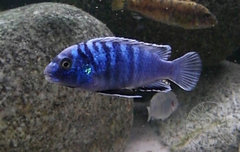 labidochromis zebroides