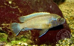 Pseudotropheus polit