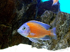 Copadichromis borleyi Kadango