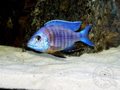 Aulonocara stuartgranti