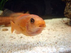 Labeotropheus trewavasae