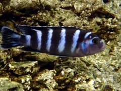 Pseudotropheus demasoni