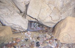 KS Lombardoi