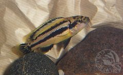 Melanochromis chipokae