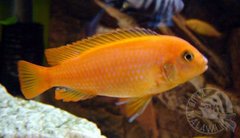 Pseudotropheus daktari