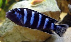 Pseudotropheus demasoni
