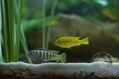 Pseudotropheus saulosi
