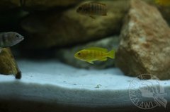 Pseudotropheus saulosi