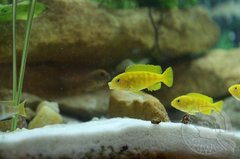 Pseudotropheus saulosi