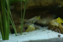 Pseudotropheus saulosi