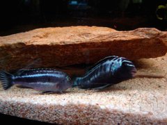 Melanochromis cyaneorhabdos "maingano" podczas tarla