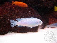 Pseudotropheus socolofi
