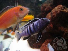 Pseudotropheus saulosi samiec