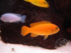 Pseudotropheus msobo samica