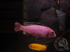 Pseudotropheus msobo samiec
