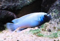 Pseudotropheus polit