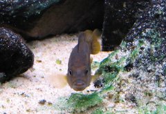 Pseudotropheus polit samica