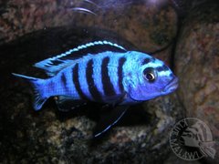Samiec Saulosi
