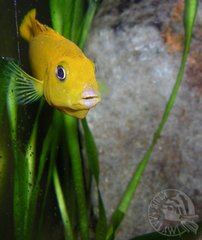 Inkubantka Saulosi