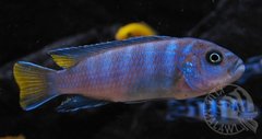 Pseudotropheus sp. "elongatus mphanga"