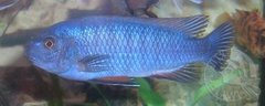 Labeotropheus trewavasae