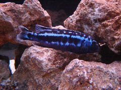 Melanochromis cyaneorhabdos "maingano" samiec