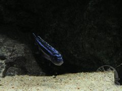 Inkubujaca maingano