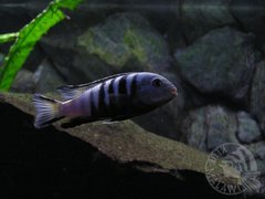 dominator samiec afra