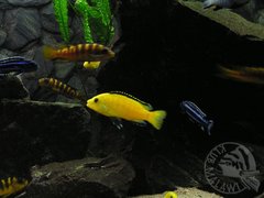 yellowek